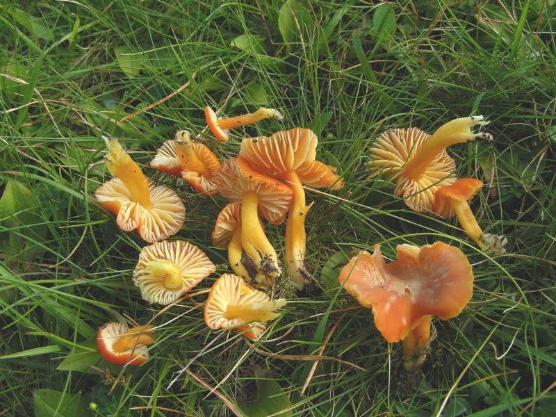 Hygrocybe reidii